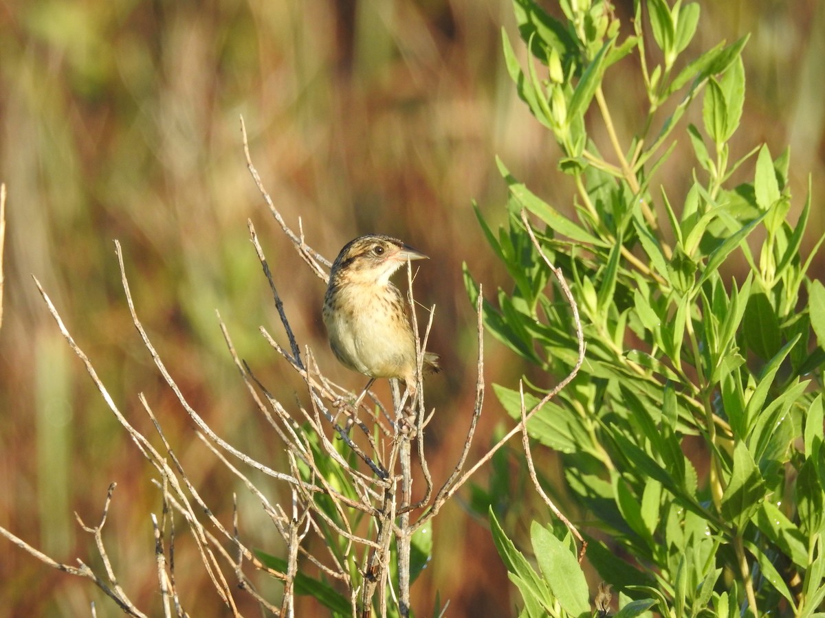 Seaside Sparrow - ML620808676