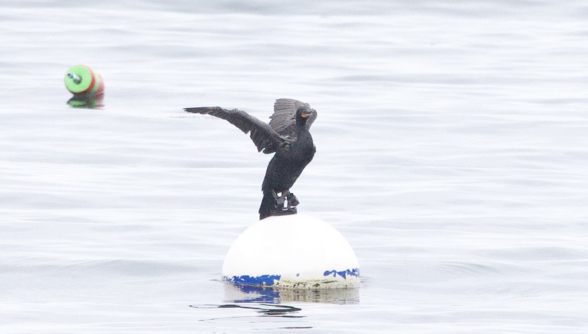 Cormorán Orejudo - ML620808677