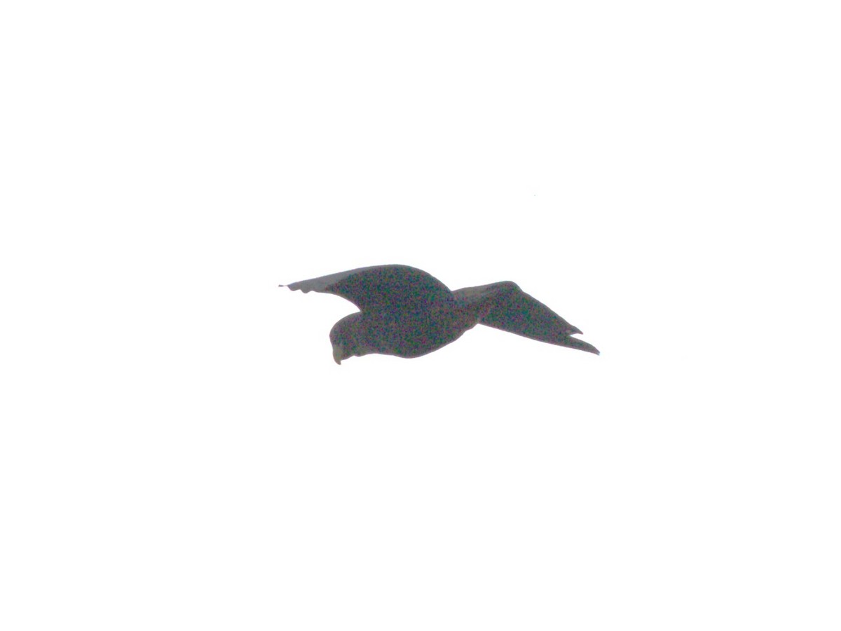 Psittaciformes sp. (Parrot) - ML620808678