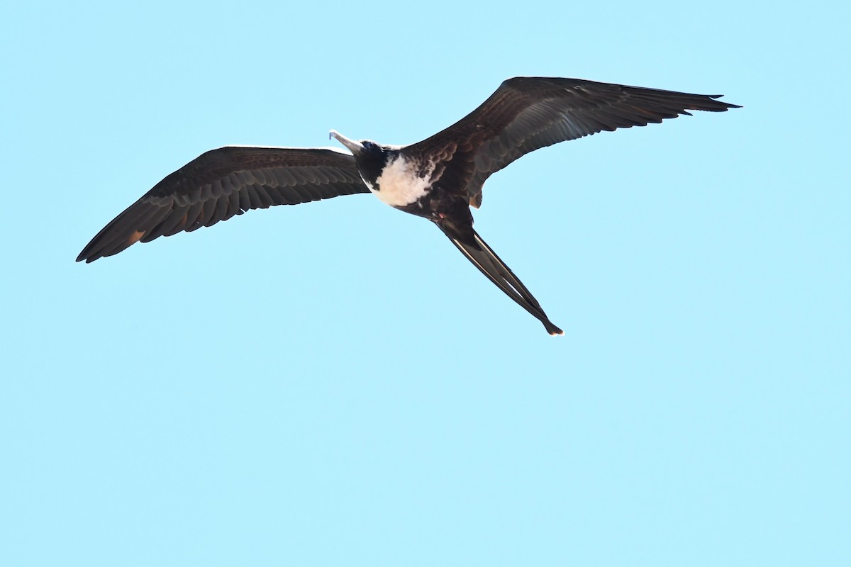 Magnificent Frigatebird - ML620808681