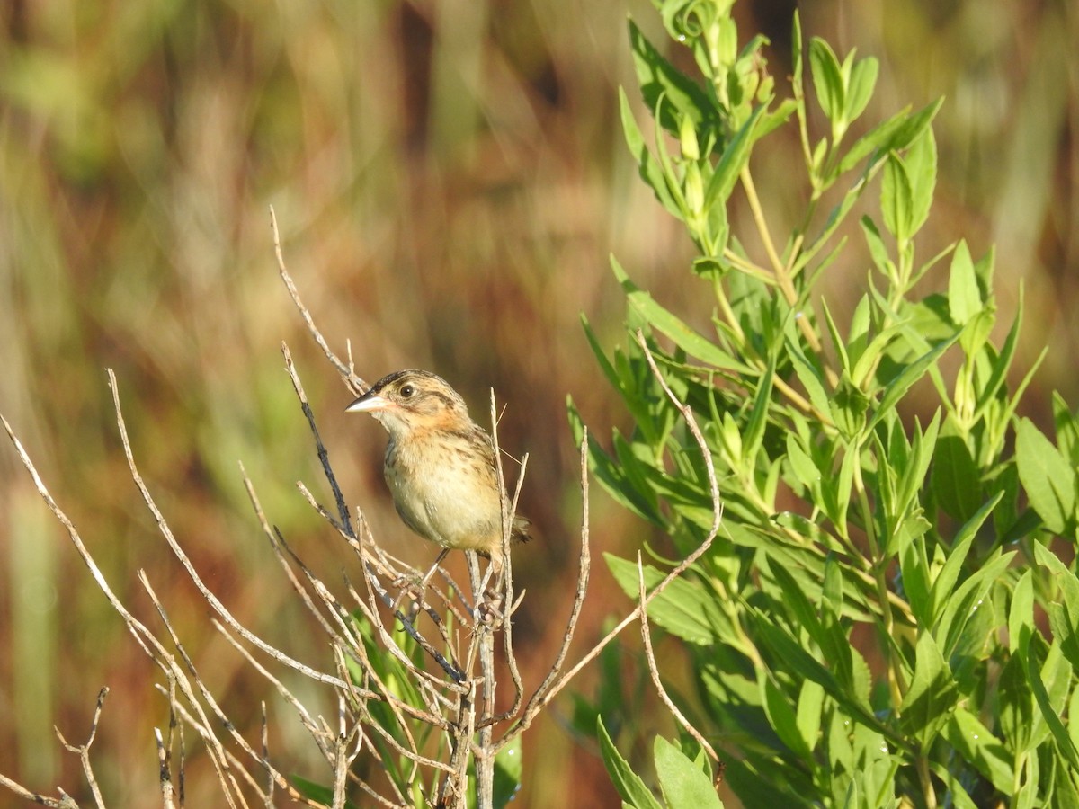 Seaside Sparrow - ML620808685