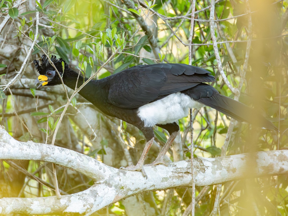 Bare-faced Curassow - ML620808689