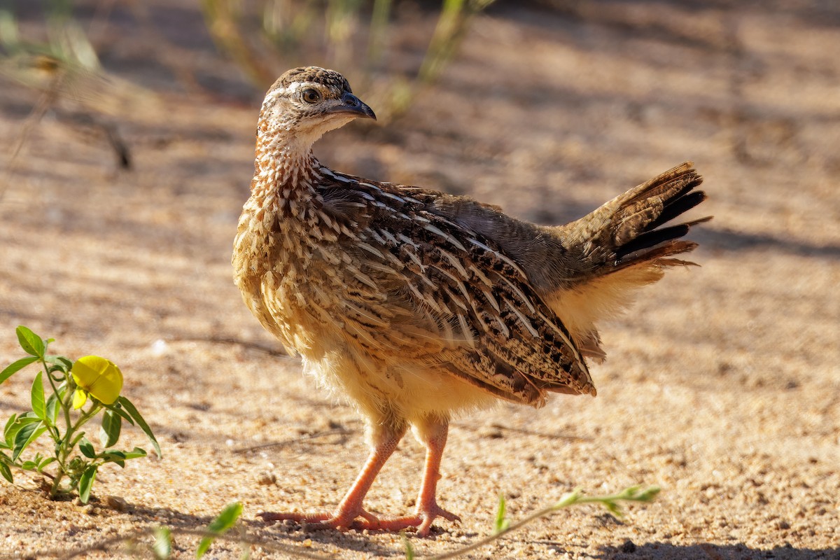 Crested Francolin - ML620808690