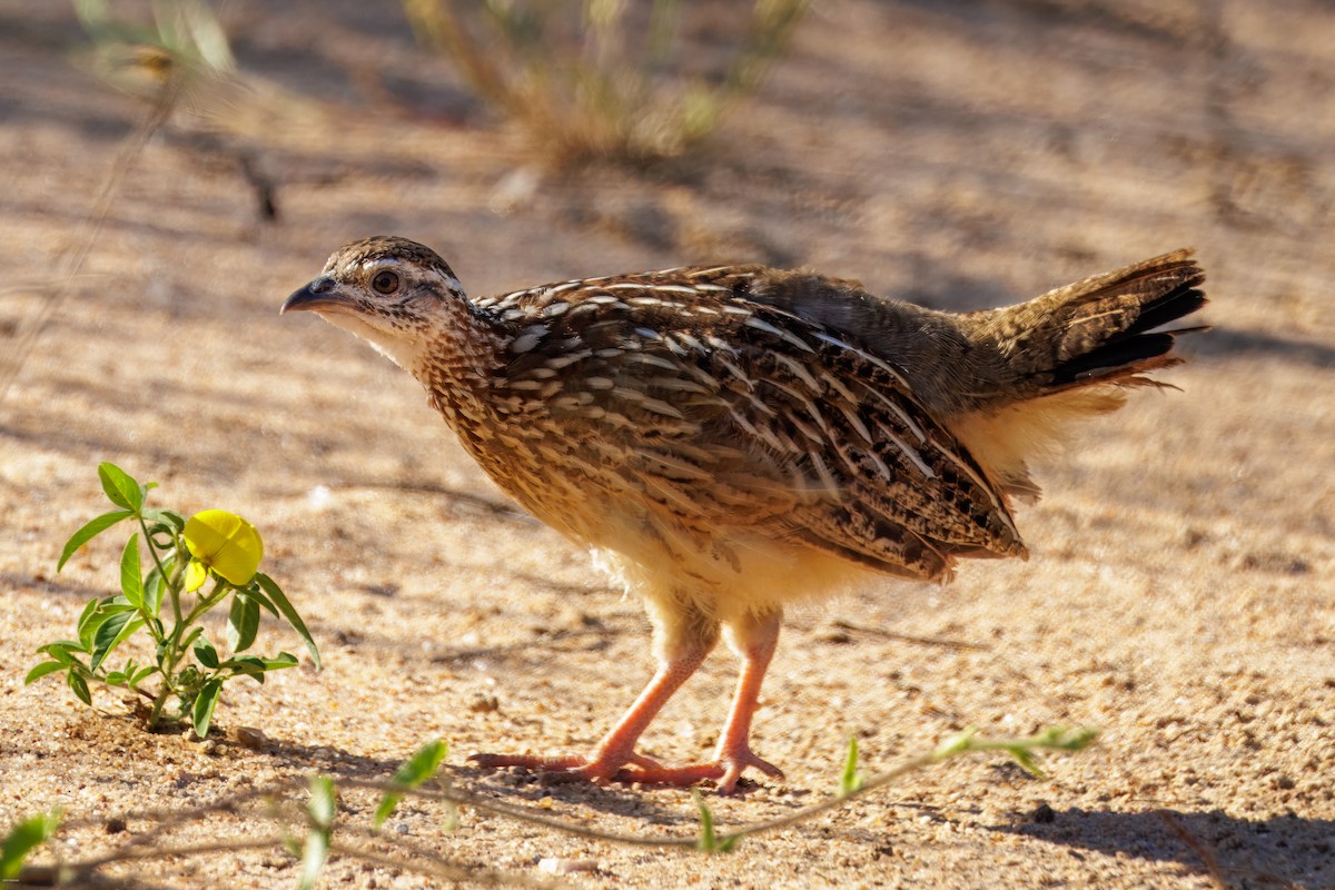 Crested Francolin - ML620808691