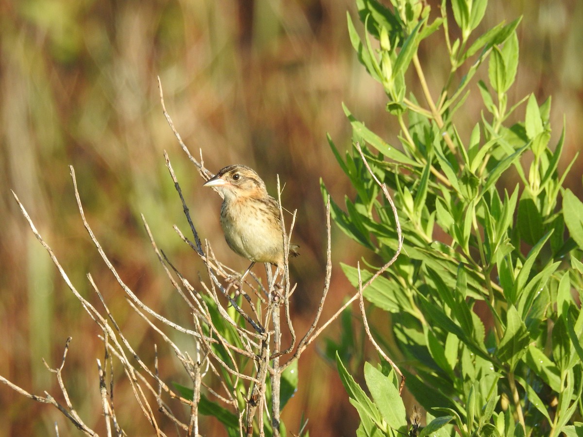 Seaside Sparrow - ML620808693