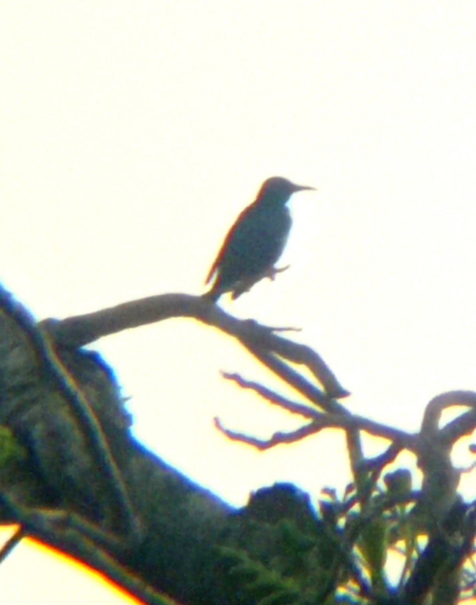 Red-legged Honeycreeper - ML620808694