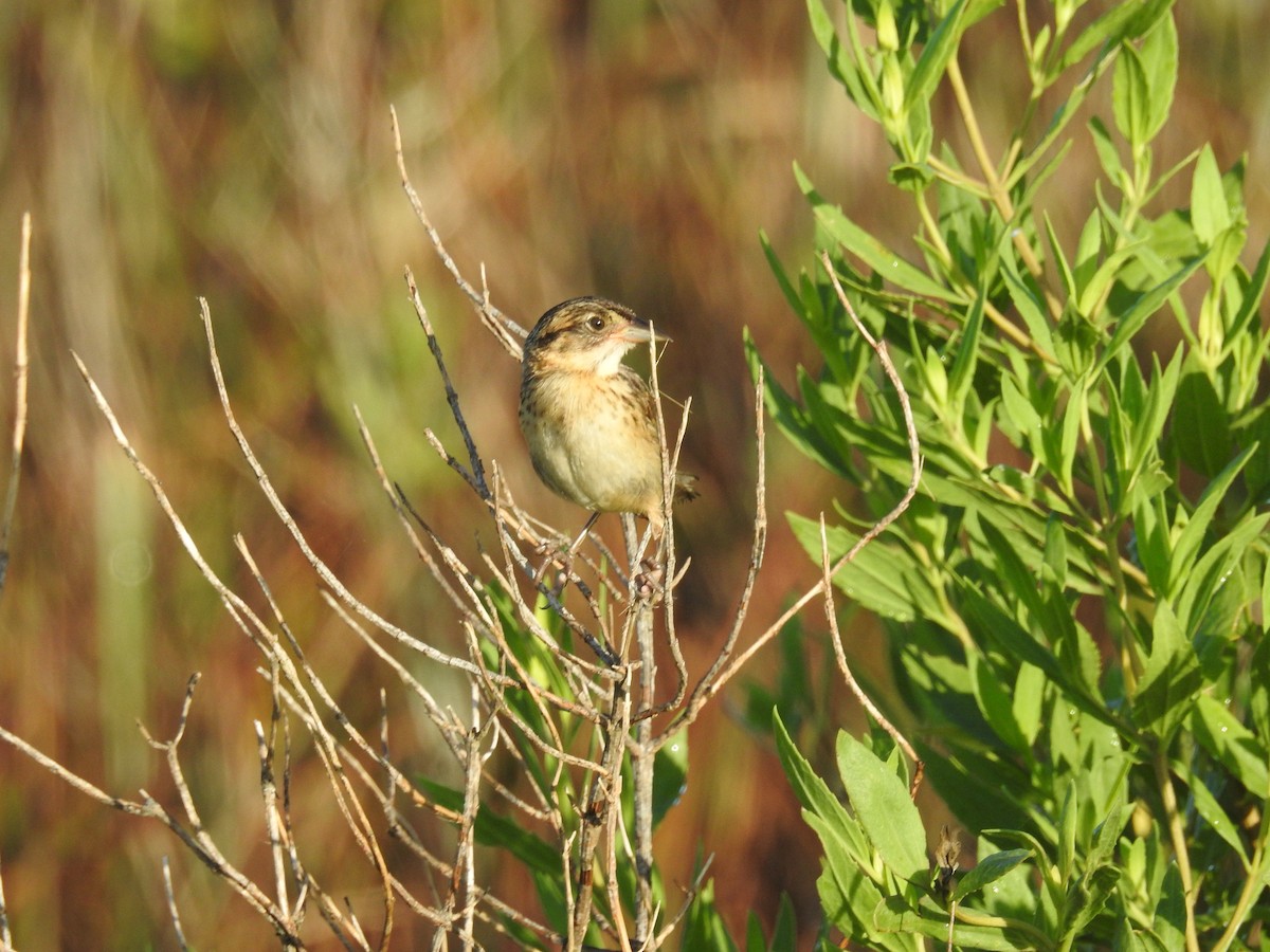 Seaside Sparrow - ML620808696