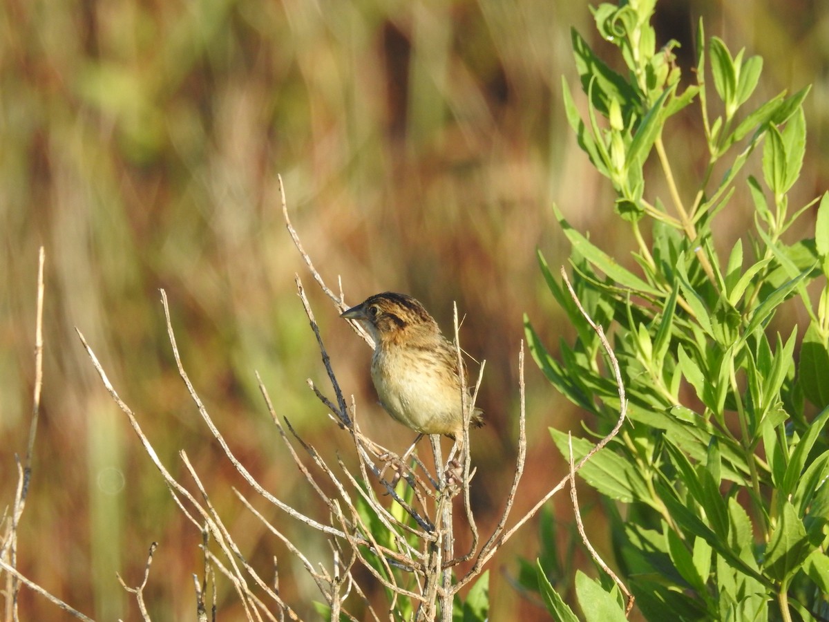 Seaside Sparrow - ML620808699