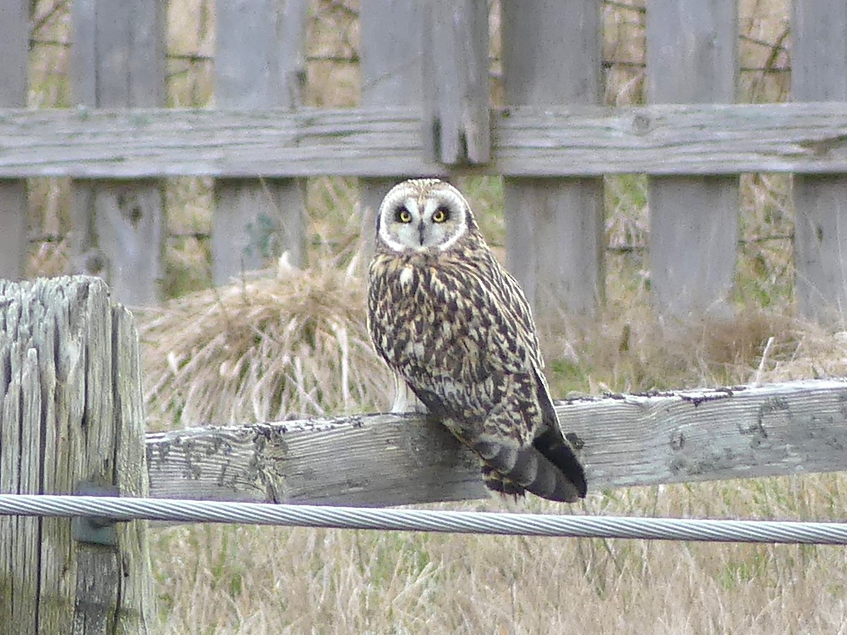 Short-eared Owl - ML620808701