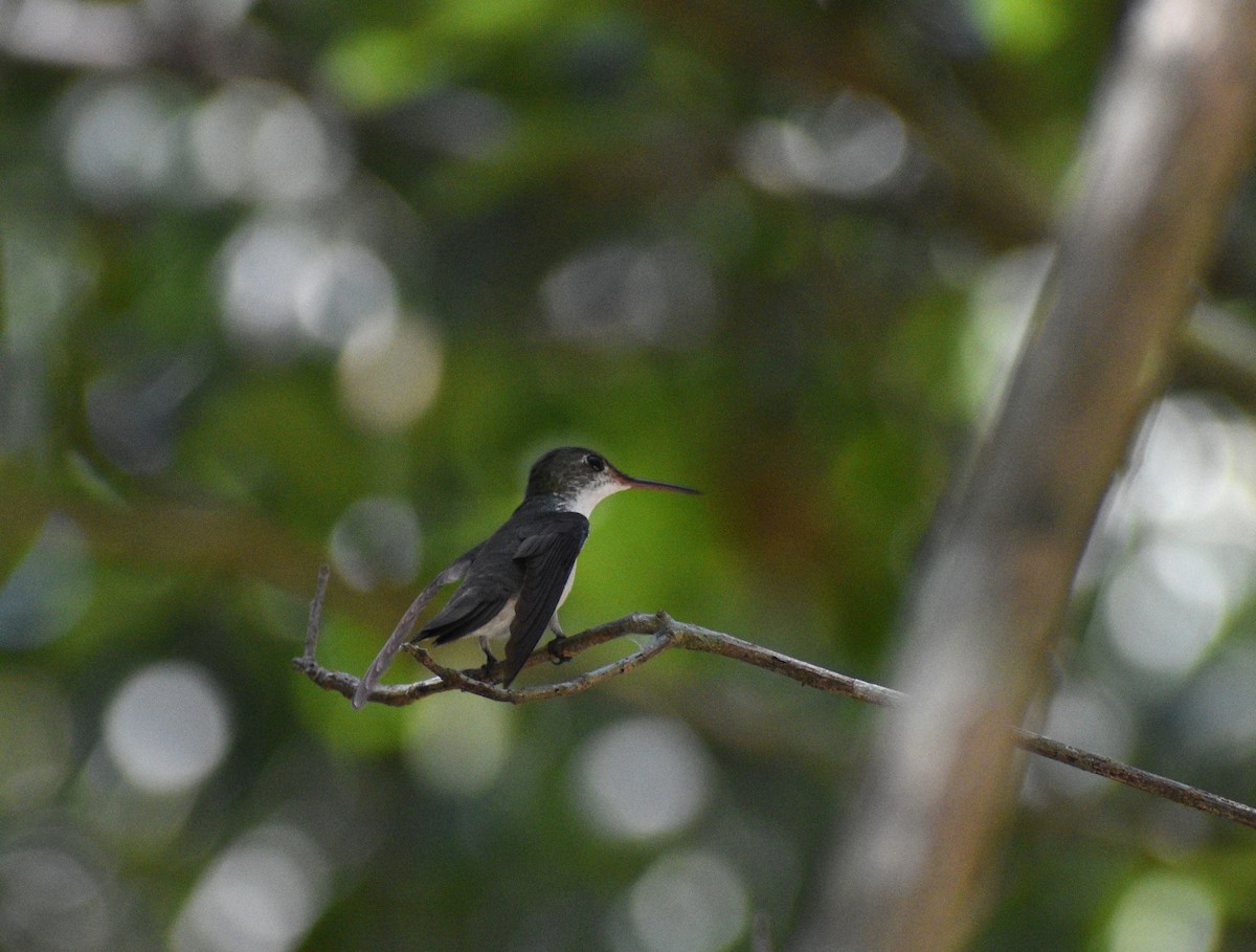 White-bellied Emerald - ML620808703