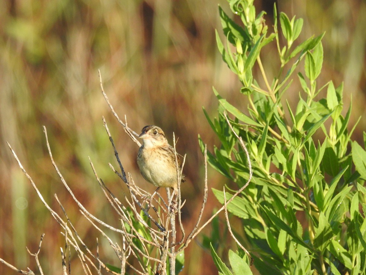 Seaside Sparrow - ML620808707