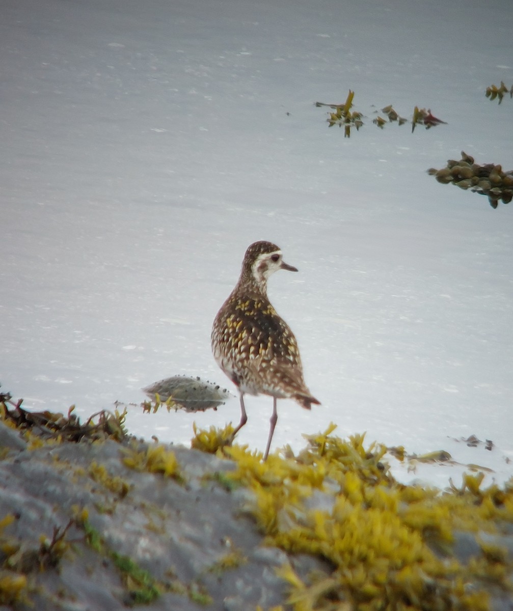 Chorlito Dorado Siberiano - ML620808708