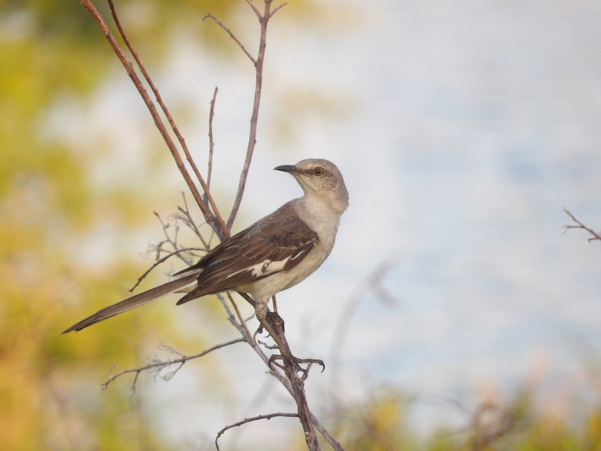 Northern Mockingbird - ML620808710