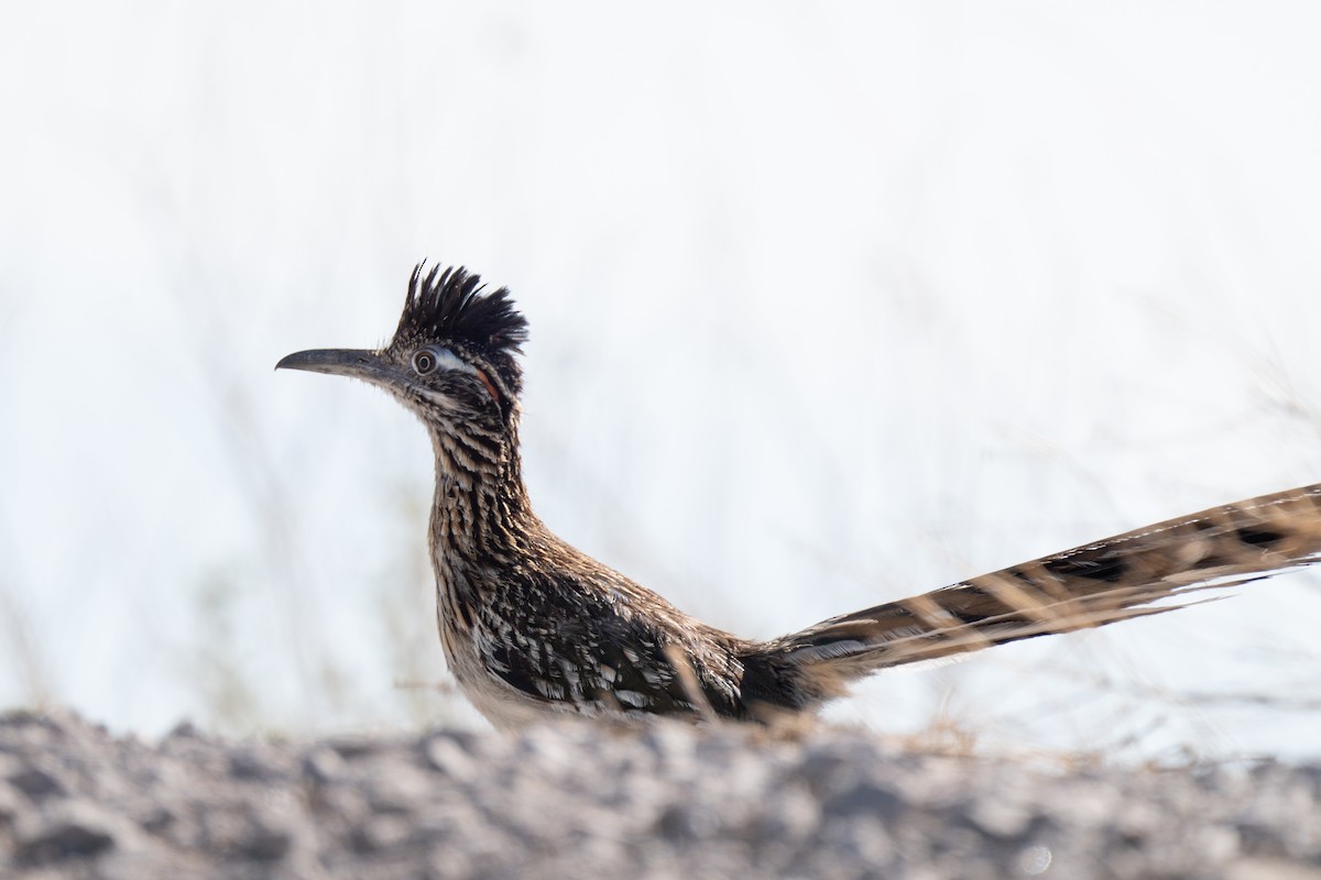 Greater Roadrunner - ML620808711