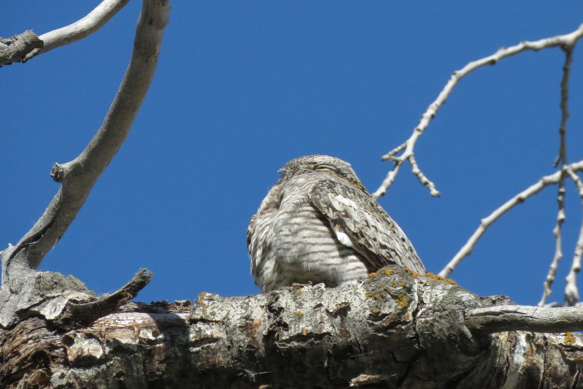 Common Nighthawk - ML620808713