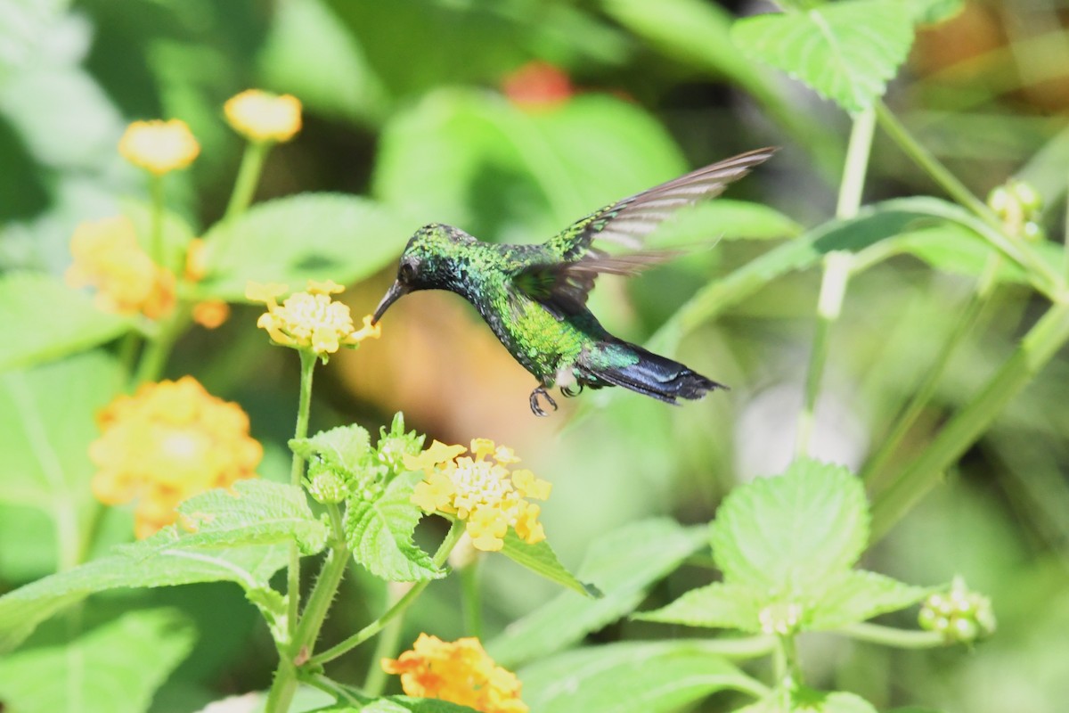 Garden Emerald - ML620808718