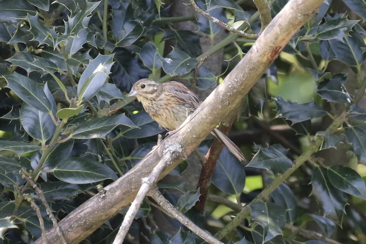 Cirl Bunting - ML620808719