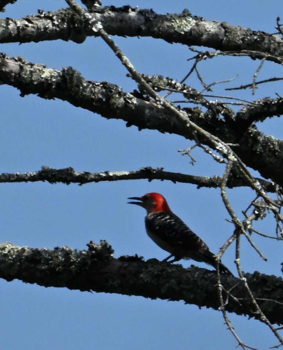 Red-bellied Woodpecker - ML620808725