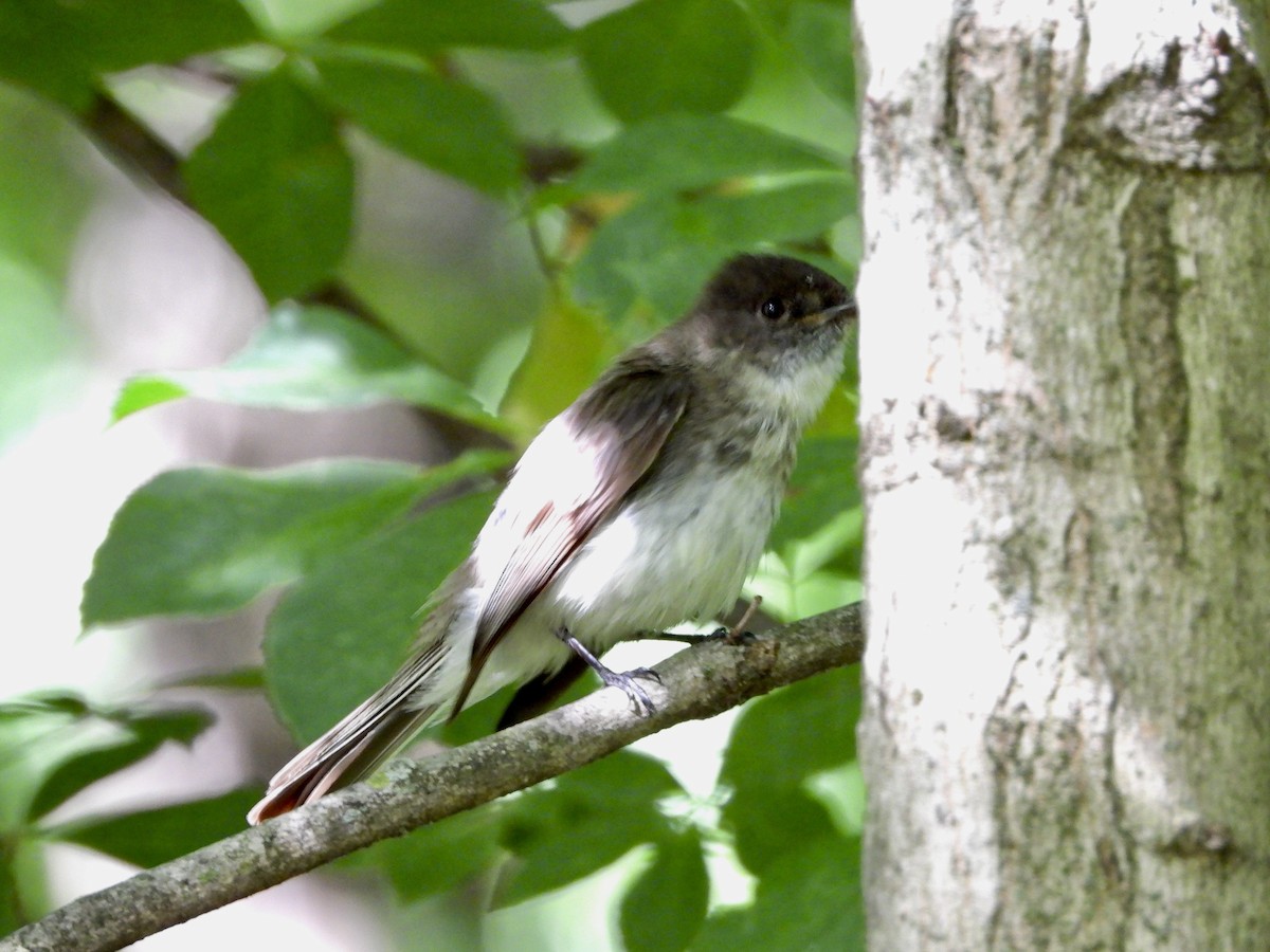 Eastern Phoebe - ML620808728