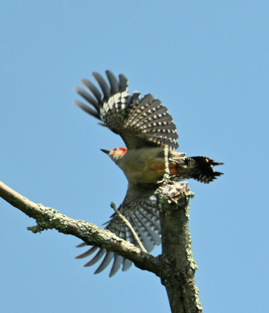 Red-bellied Woodpecker - ML620808729