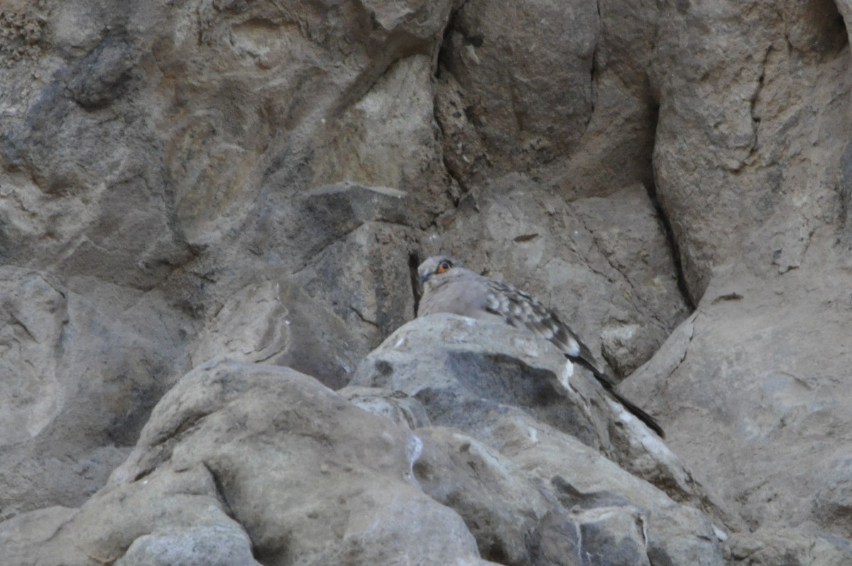 Bare-faced Ground Dove - ML620808731