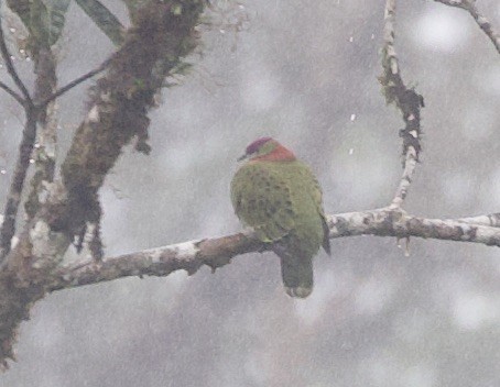 Superb Fruit-Dove - ML620808732