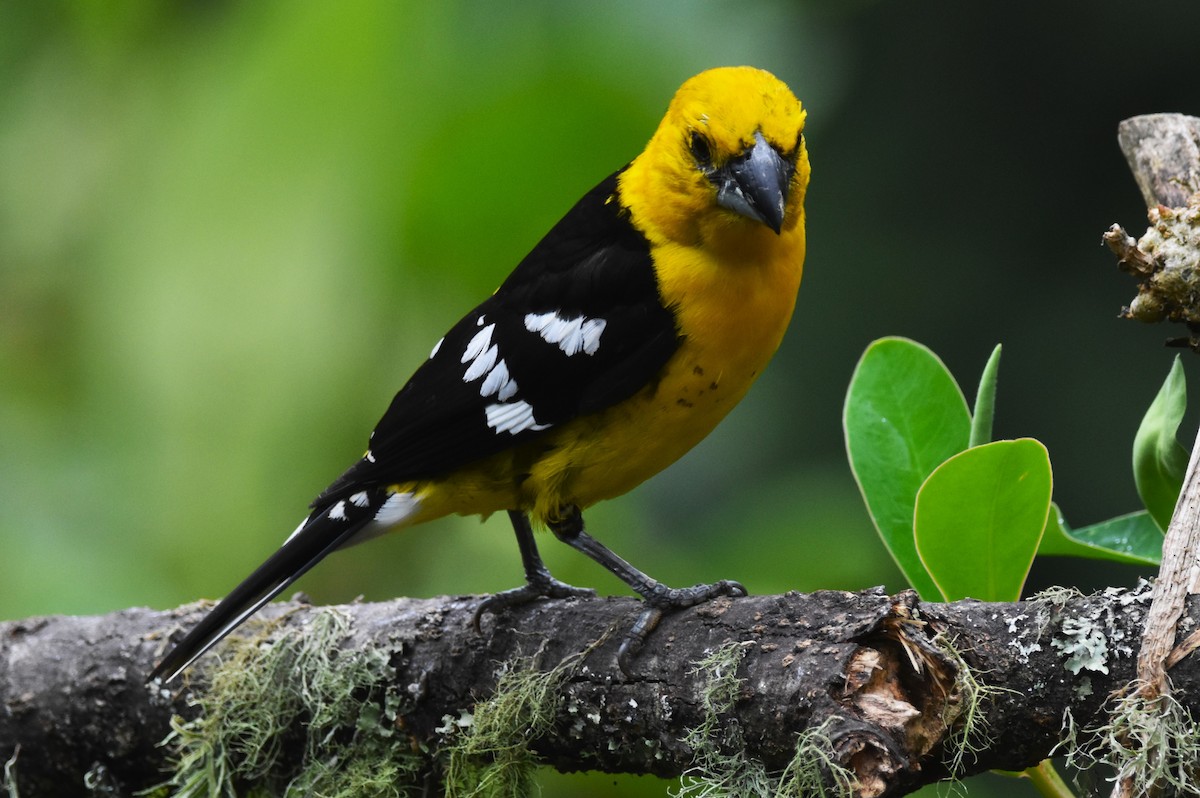 Golden Grosbeak - ML620808733