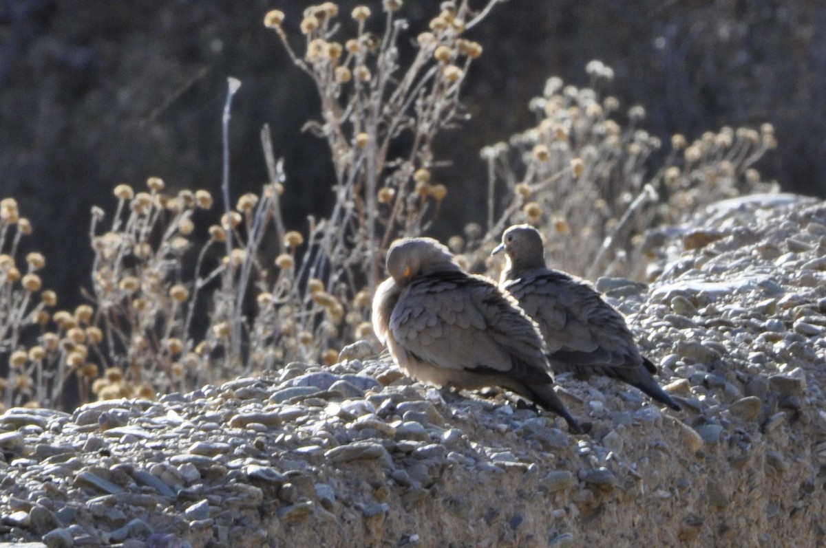 Black-winged Ground Dove - ML620808741