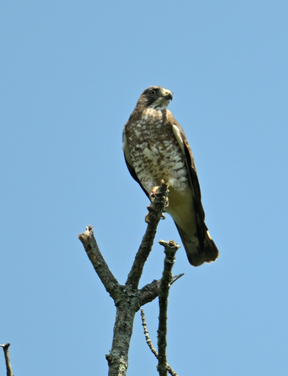 Broad-winged Hawk - ML620808747