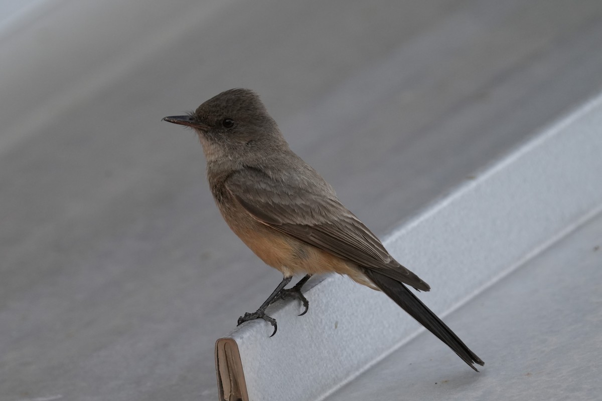 Say's Phoebe - ML620808750