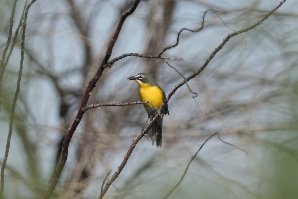 Yellow-breasted Chat - ML620808751