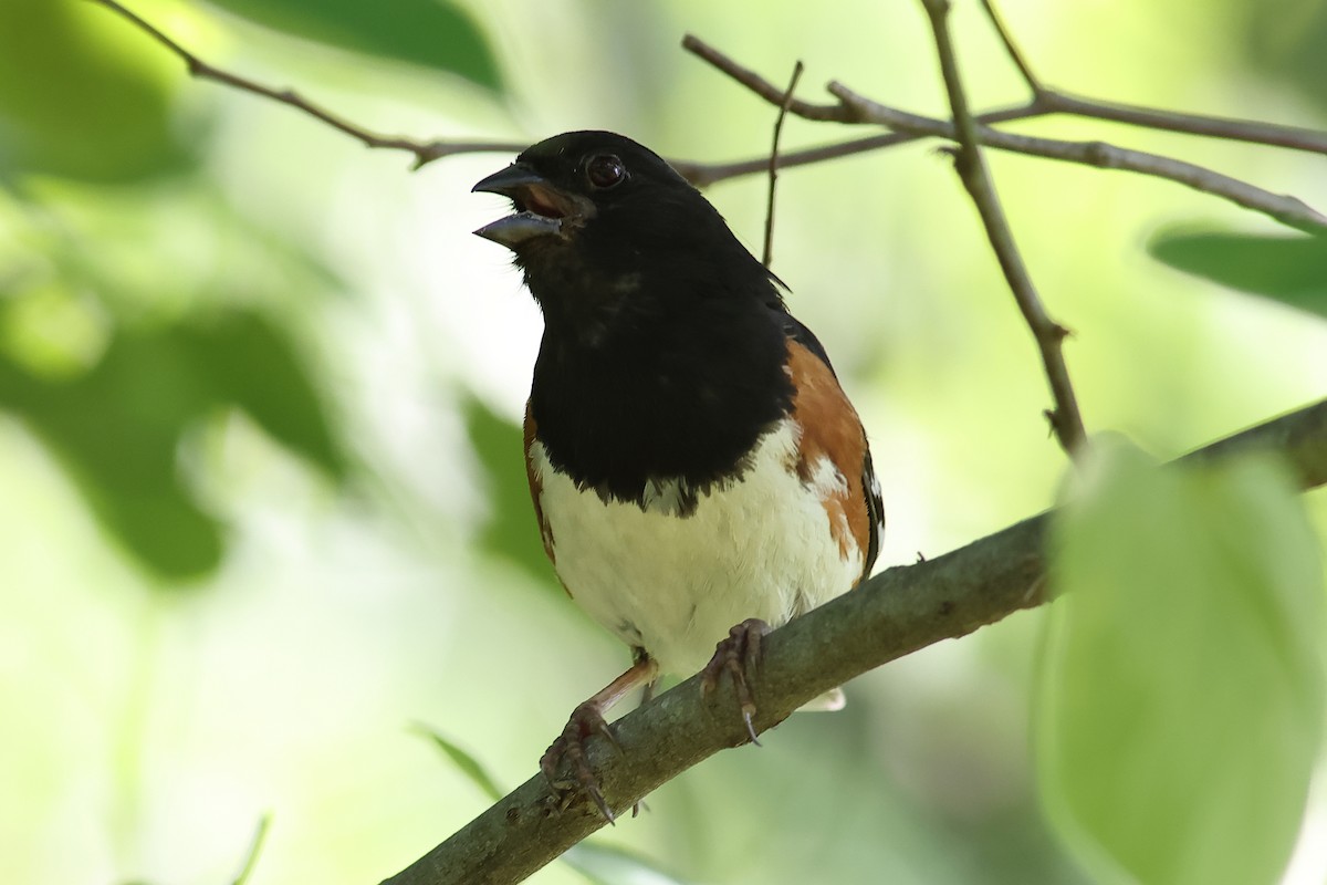 Eastern Towhee - John Mercer