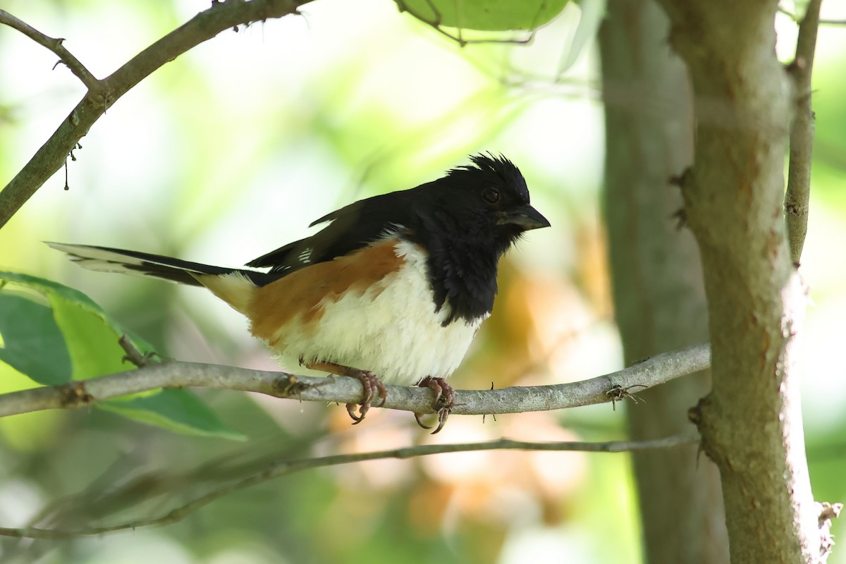 Eastern Towhee - ML620808753