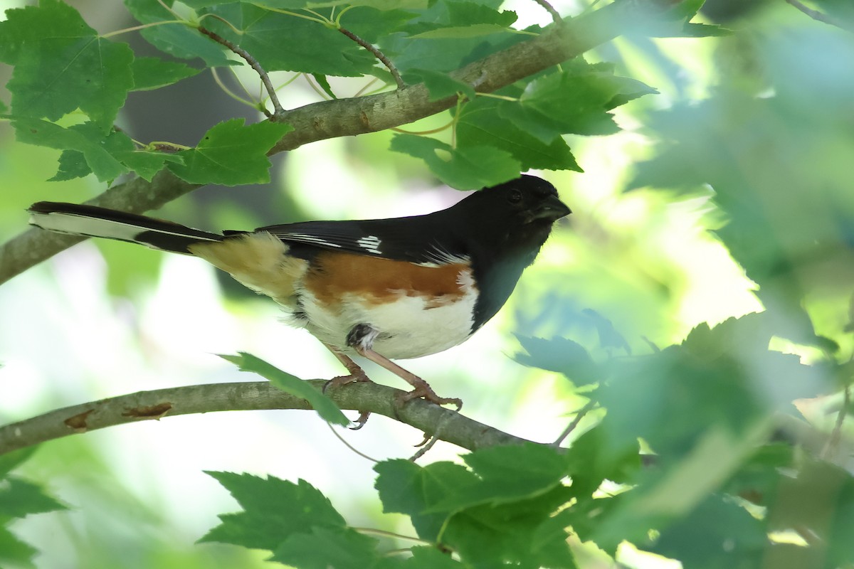 Eastern Towhee - ML620808754