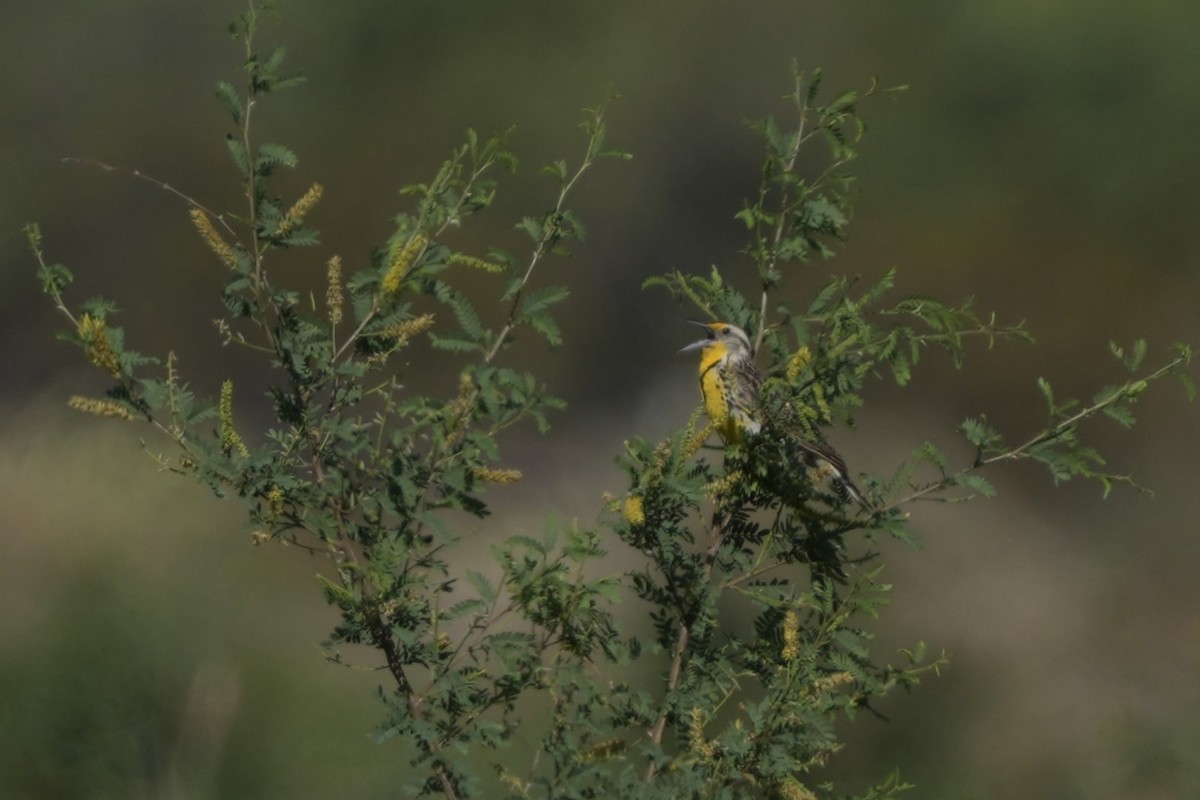 Western Meadowlark - ML620808756