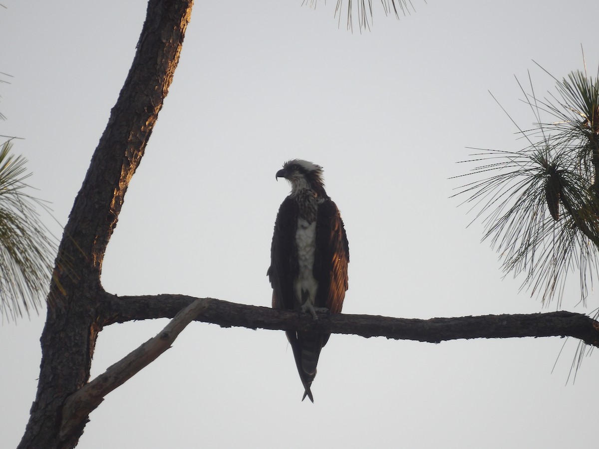 Osprey (carolinensis) - ML620808762