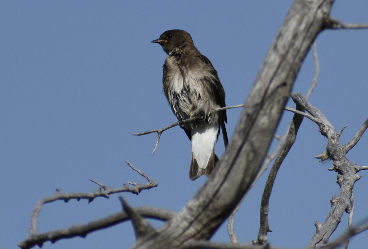 Northern Rough-winged Swallow - ML620808764