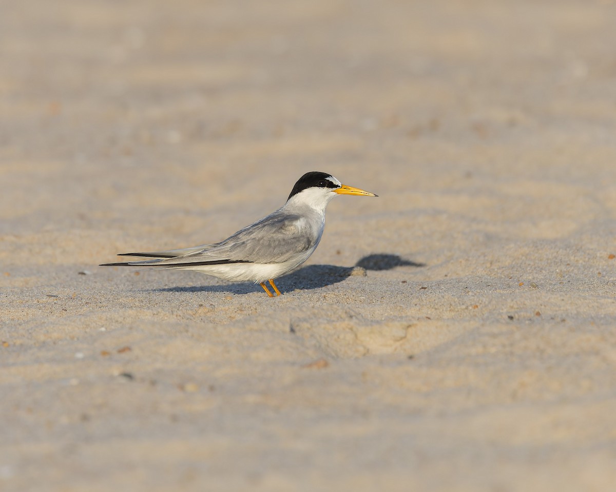 Least Tern - ML620808771