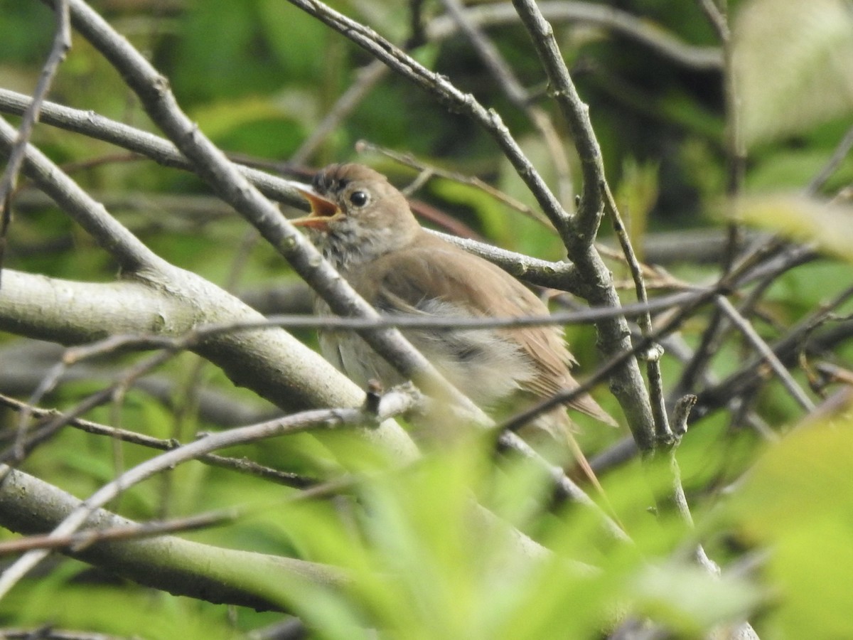 Thrush Nightingale - ML620808772