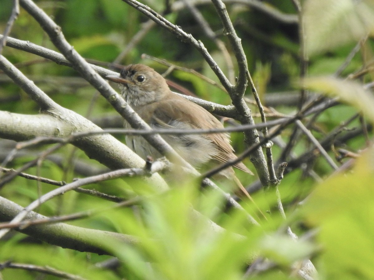 Thrush Nightingale - ML620808774