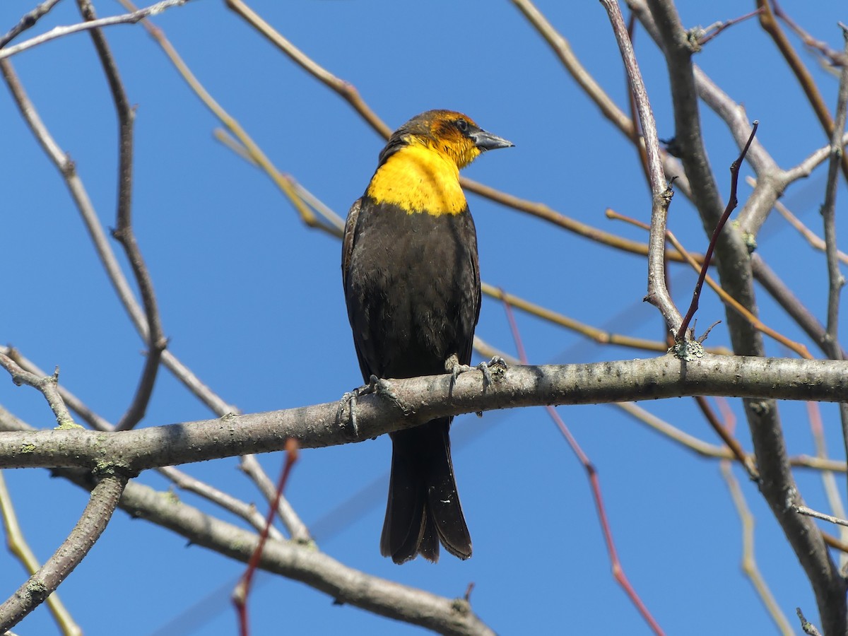 Yellow-headed Blackbird - Michael Klotz