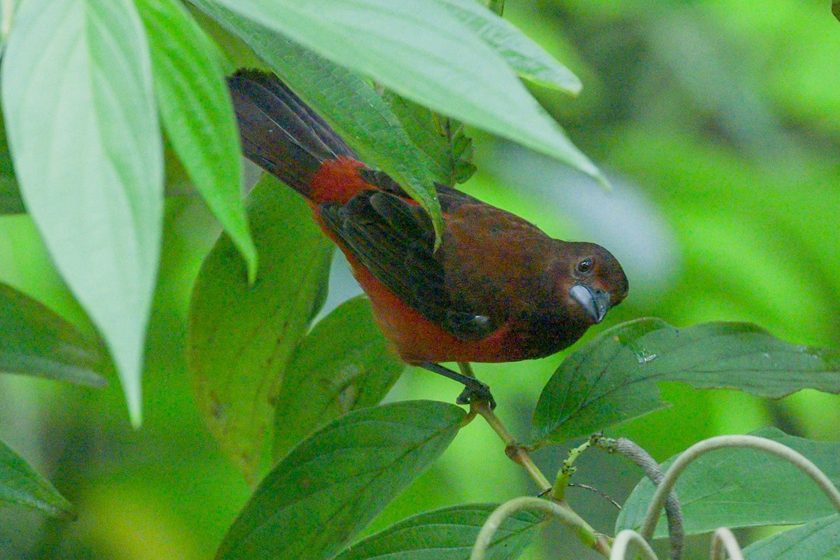 Tangara à dos rouge - ML620808782