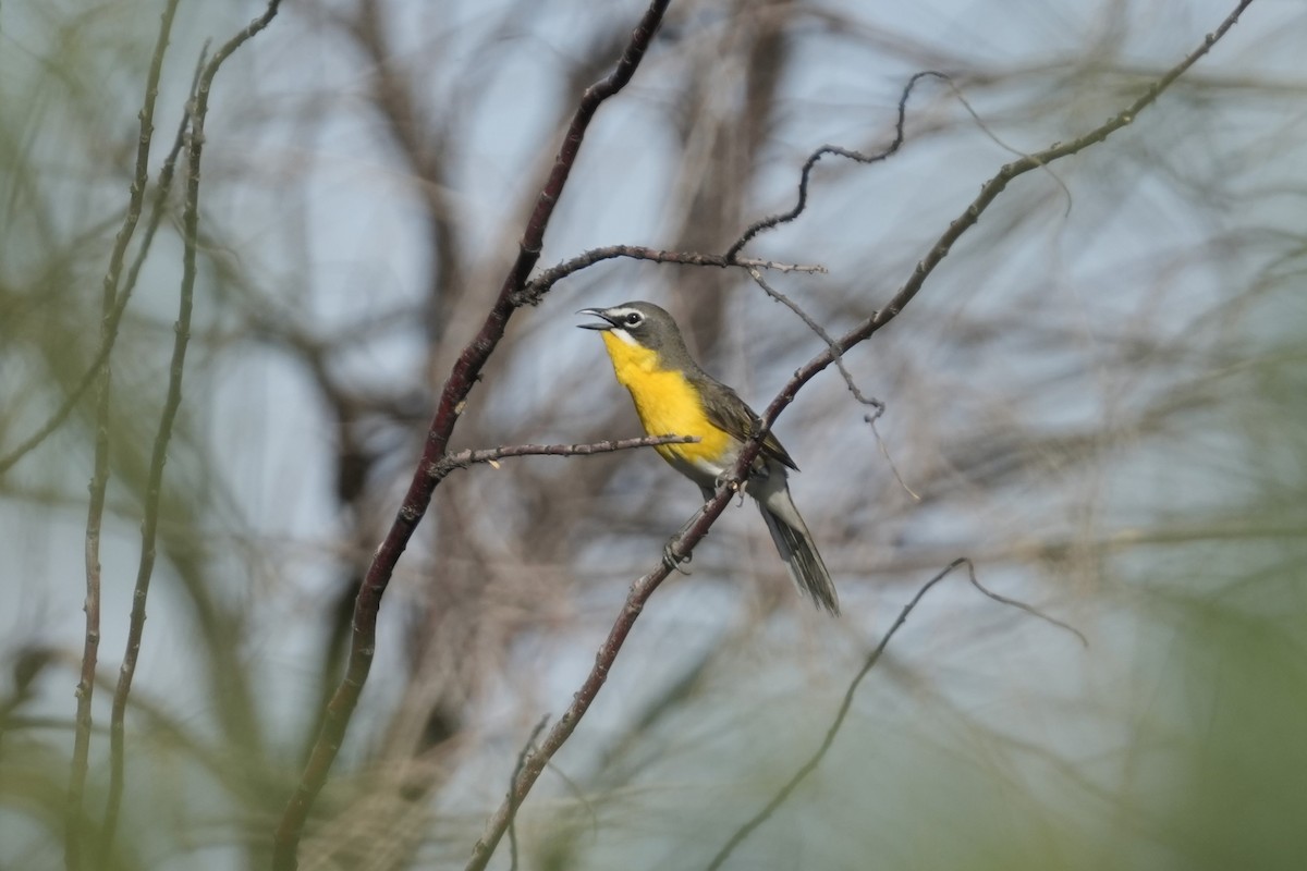 Yellow-breasted Chat - ML620808785