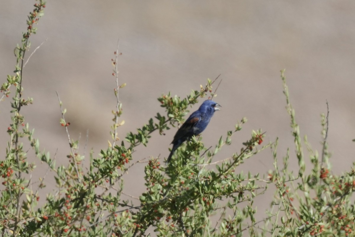 Blue Grosbeak - ML620808786