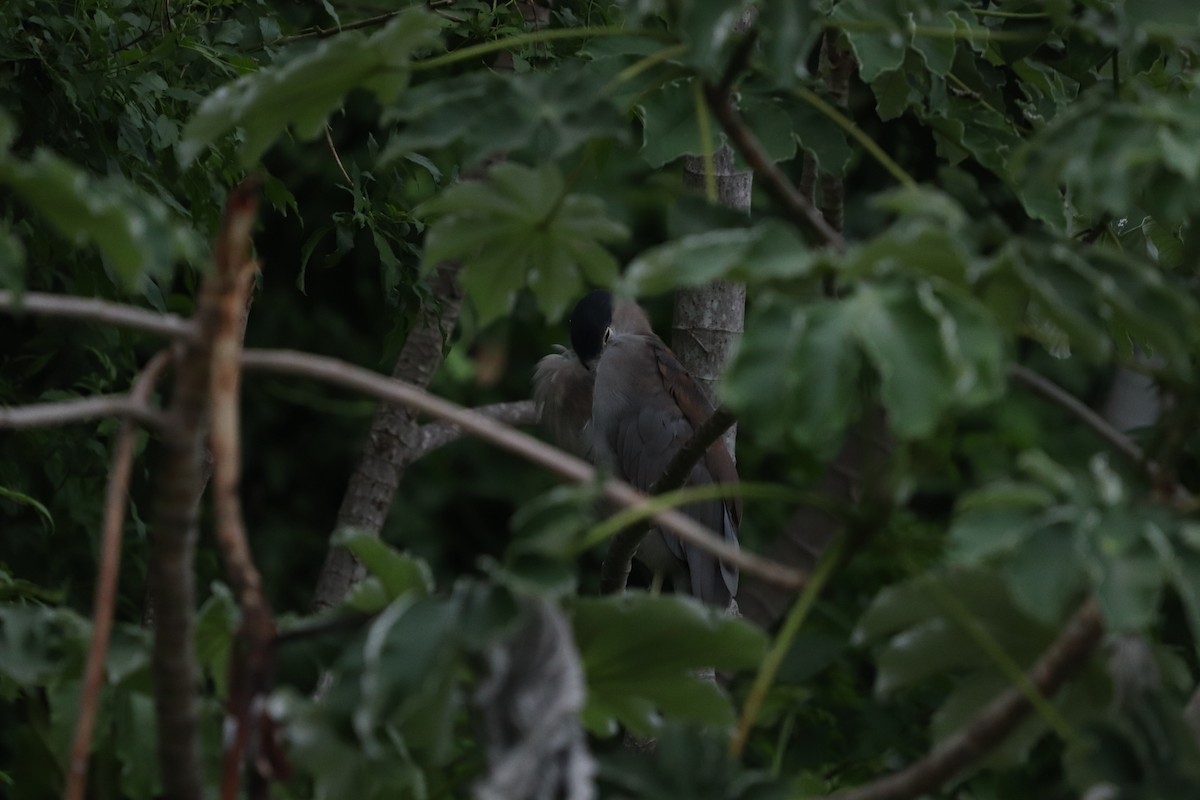 Boat-billed Heron - ML620808791