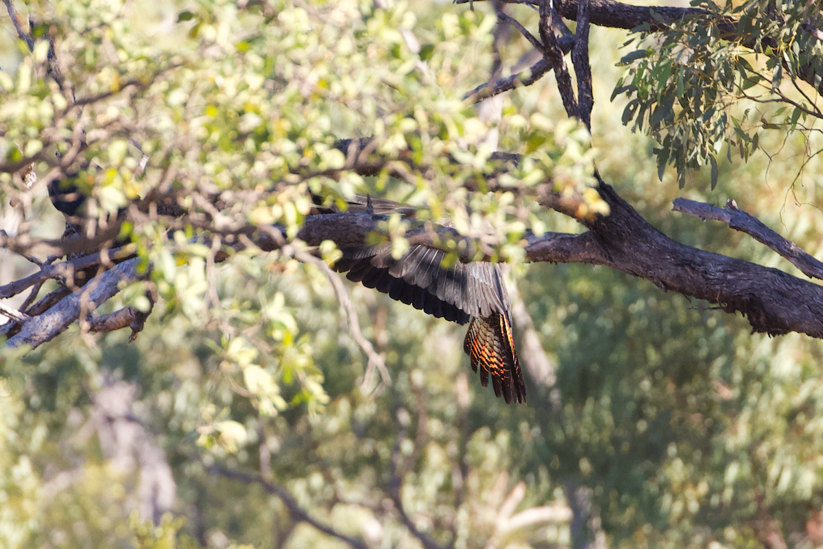 Red-tailed Black-Cockatoo - ML620808797
