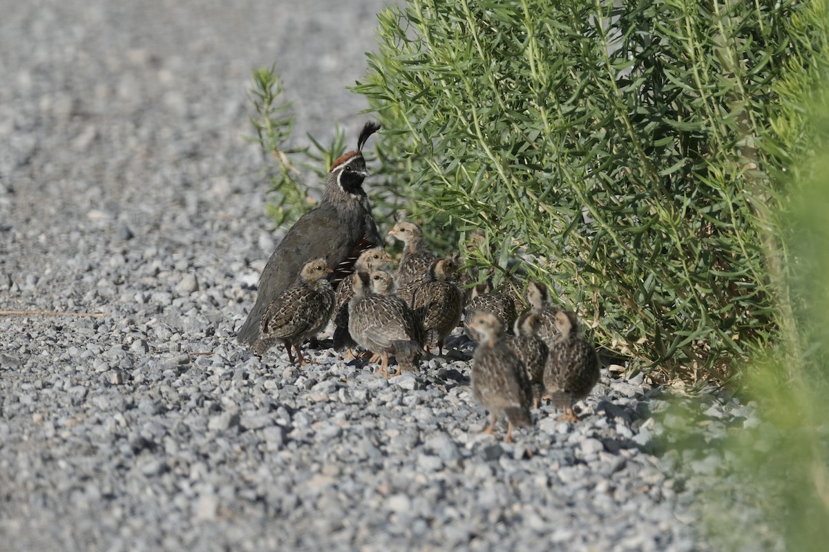 Gambel's Quail - ML620808803