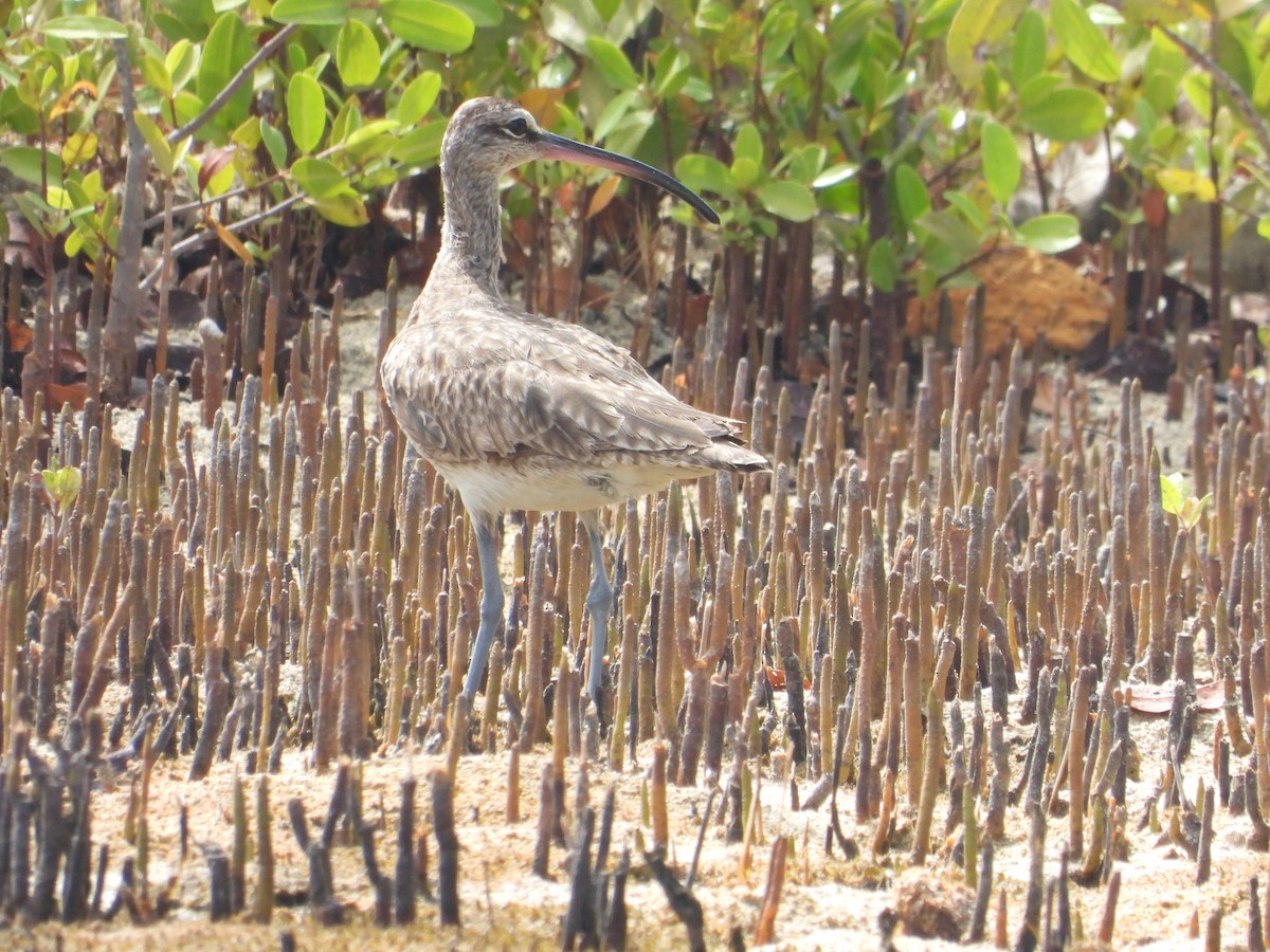 Whimbrel - ML620808806