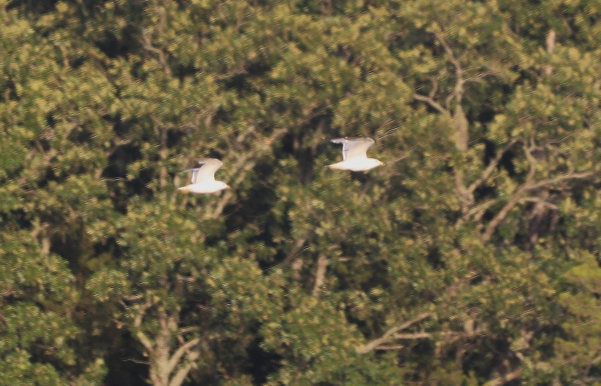 Ring-billed Gull - ML620808807