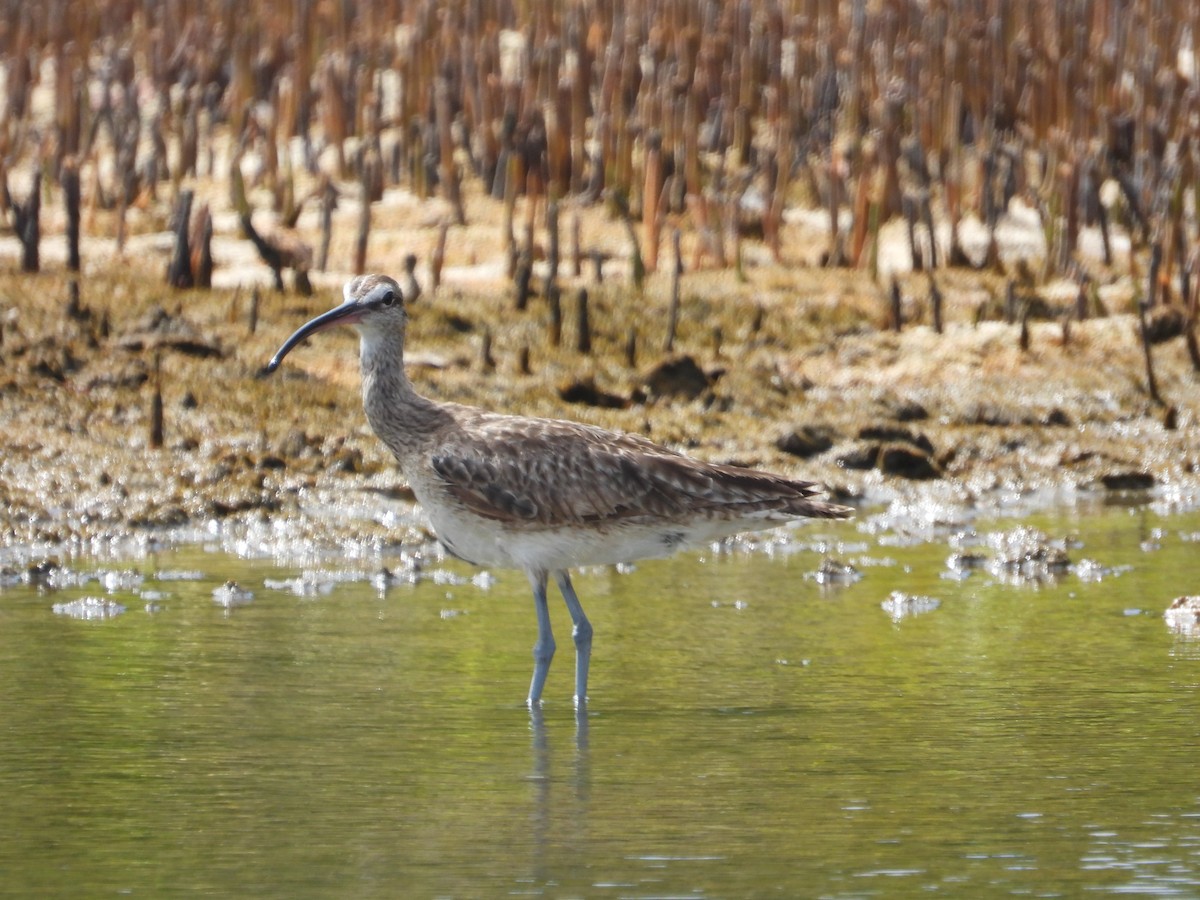 Whimbrel - ML620808811